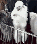 Dancing-poodle
