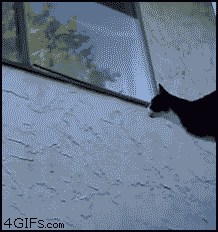 Cat_window_ninja