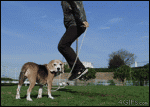 Dog_jumps_rope