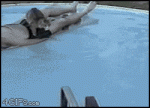 Cat_pool_jump