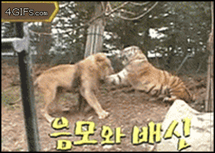 Lion_dodges_Tiger