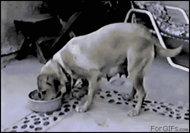 http://forgifs.com/gallery/d/192437-1/Puppies_hog_food.gif
