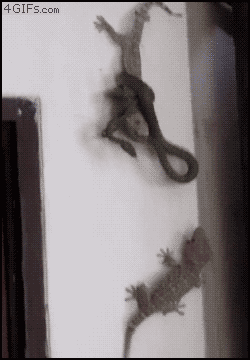 Gecko_saves_friend_from_snake