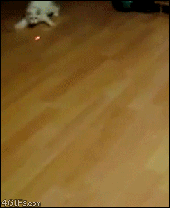 Gifs de gatos ¡Pon el tuyo! Cat-chases-laser-pointer