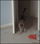 Creeping-cat-surprised
