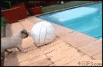 Dog-fails-pool-volleyball