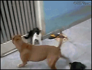 Cat-fights-two-dogs.gif