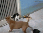 Cat-fights-two-dogs