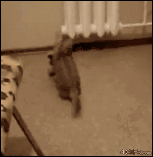 Kangaroo-hopping-kitten