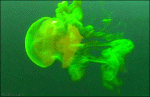 Fluorescent-jellyfish