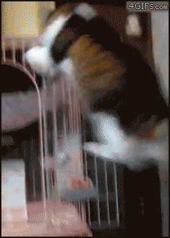 Cat-jumps-into-cage-hammock