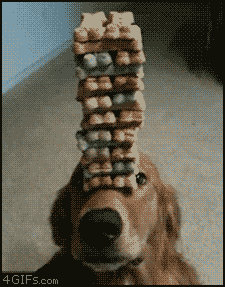 http://forgifs.com/gallery/d/194645-1/Patient-dog-balances-treats.gif