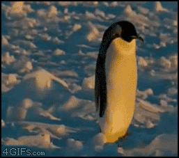 Penguin-stumbles-mondays
