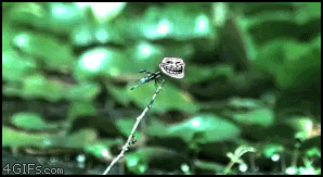 Dragonfly-trolls-fuu-frog.gif