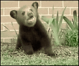Bear-cub-sneezes.gif