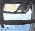 Ninja-cat-window-gymnast