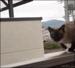 Cat-slips-fails-jump