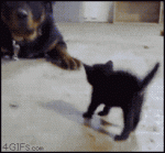 kitten-isnt-afraid-of-dog