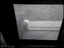 Gifs de gatos ¡Pon el tuyo! Creepy-cat-climbs-screen-door