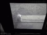 Creepy-cat-climbs-screen-door