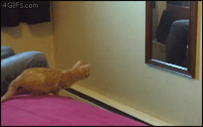 Gifs de gatos ¡Pon el tuyo! Cat-portal-mirror-fail-jump
