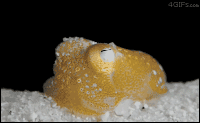 Cute-squid-hides-in-sand.gif