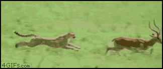 Cheetah-chases-gazelle