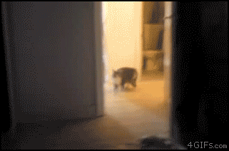 Cat-attacks-mirror.gif