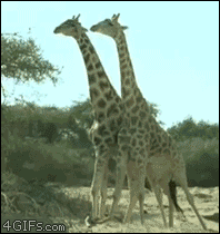 Giraffes-neck-fight.gif
