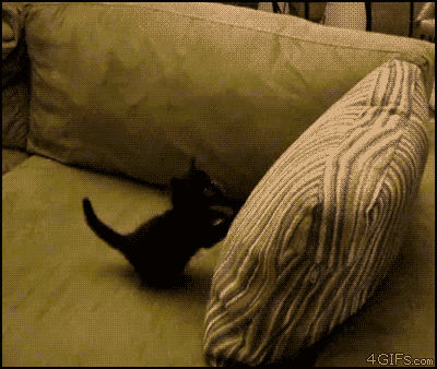 Kitten-trolled-pillow-trap