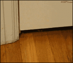 Kitten-under-door-almost-caught-paw
