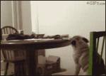 Dancing-pug-caught