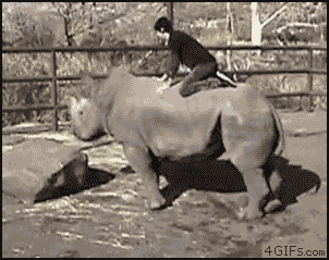 Rhinoceros-cowboy-rodeo