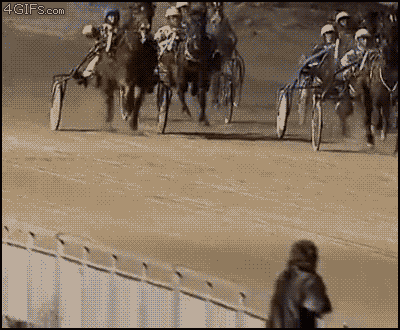 Horse-race-public-humping.gif