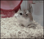 Hamster-wheel-fail