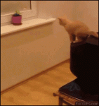 Kitten-TV-jump-fail