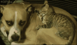 Kitten-grooming-dog-bed