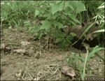 Feeding-fox-cub