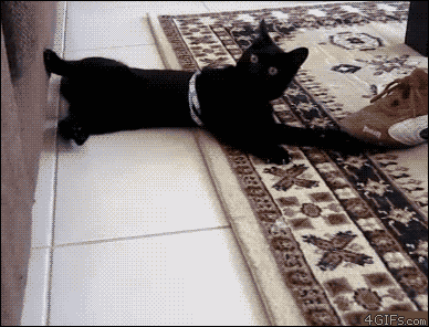 http://forgifs.com/gallery/d/199806-1/Cat-spazzing-out.gif