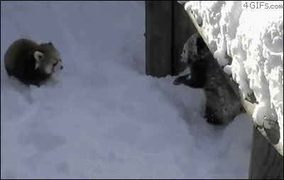 Весёлые картинки - Страница 13 Red-pandas-snow-play