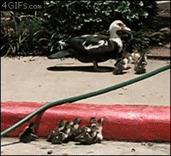 Ducklings-helped.gif