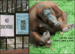 Orangutan-smoking