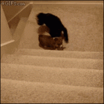 Puppy-helped-up-stairs