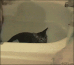 Cat-escapes-bathtub