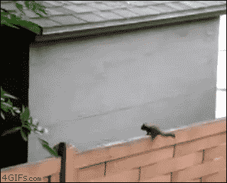 Squirrel jumps miscalculation GIF