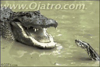 Snake-vs-alligator.gif