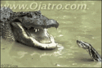 Snake-vs-alligator