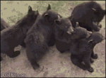 Bear-cubs-conga-line-love-train