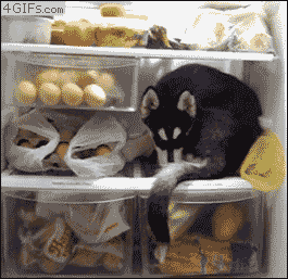 Husky-puppy-refrigerator