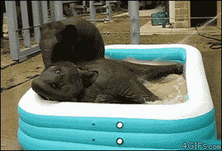 Baby-elephants-pool-bath.gif